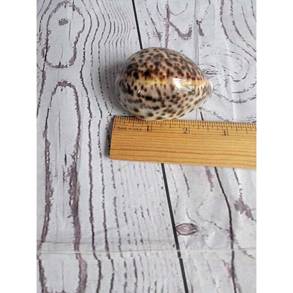 Tiger Cowrie Shell Cypraea Tigris Beach Crafts Ocean Decor 2.5 Inches - Picture 6 of 6